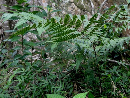 	Ctenitis excelsa