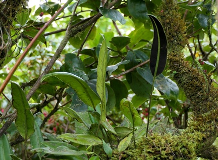 	Elaphoglossum scandens