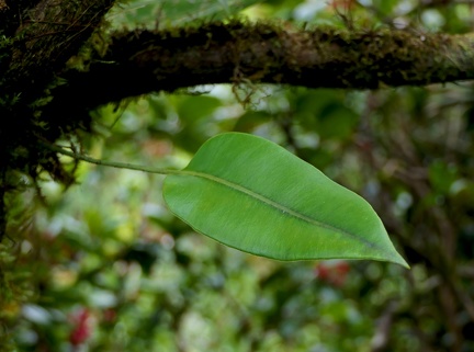 	Elaphoglossum scandens