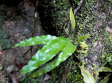 	Elaphoglossum flaccidum