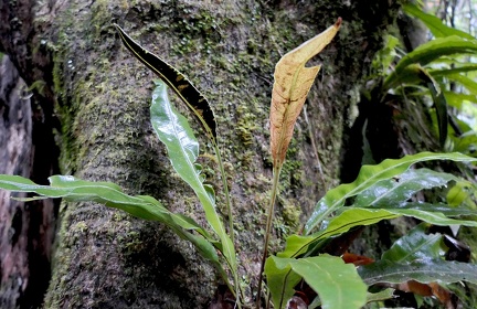 	Elaphoglossum flaccidum