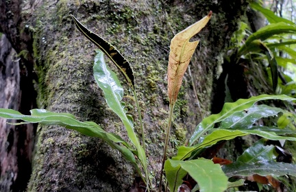 	Elaphoglossum flaccidum