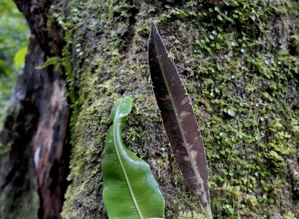 	Elaphoglossum flaccidum