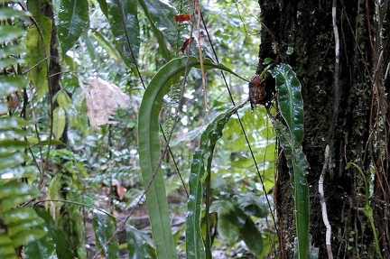 	Elaphoglossum herminieri