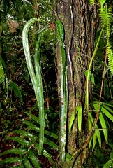 	Elaphoglossum herminieri