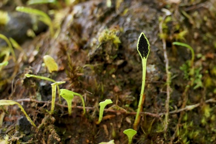 	Elaphoglossum feei