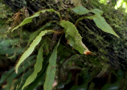 	Elaphoglossum plumieri