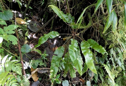 	Elaphoglossum boryanum