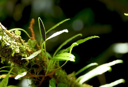 	Elaphoglossum feei