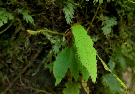 	Elaphoglossum plumieri