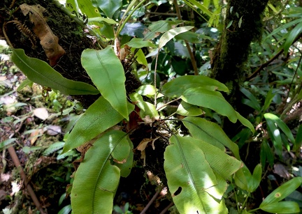 	Elaphoglossum boryanum