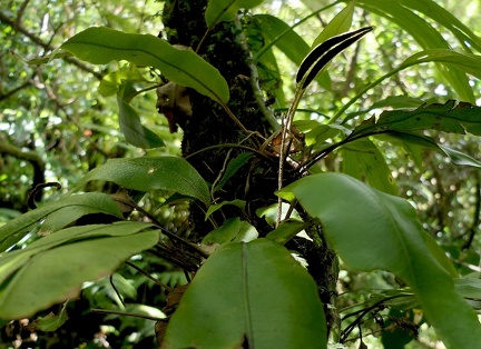 	Elaphoglossum boryanum