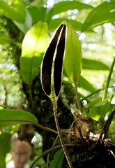 	Elaphoglossum boryanum