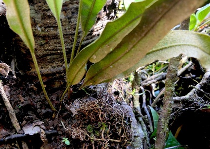 	Elaphoglossum perelegans