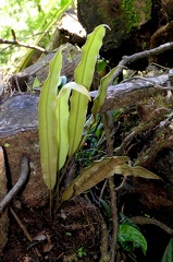 	Elaphoglossum perelegans