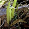 	Elaphoglossum perelegans