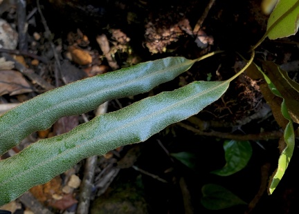 	Elaphoglossum perelegans