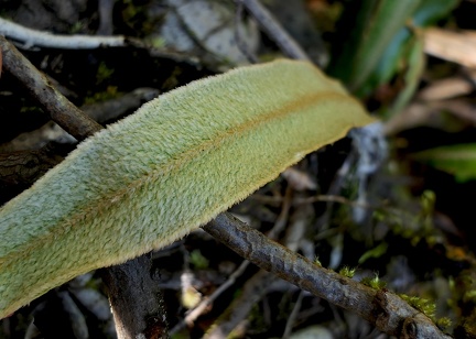 	Elaphoglossum perelegans