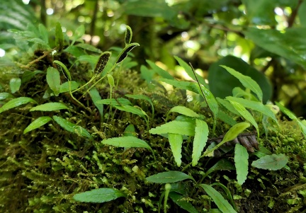 	Elaphoglossum feei