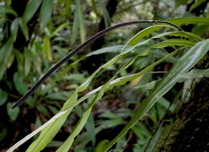 	Elaphoglossum petiolatum