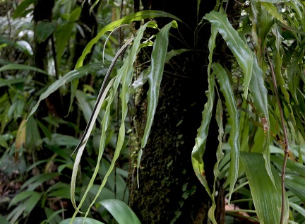 	Elaphoglossum petiolatum