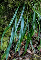 	Elaphoglossum glabellum