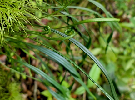 	Elaphoglossum glabellum