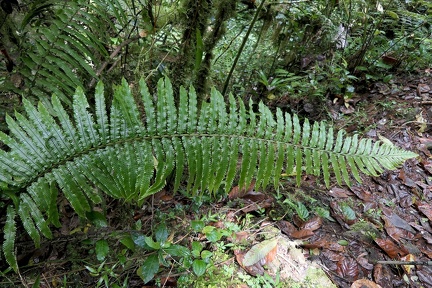 Stigmatopteris rotundata