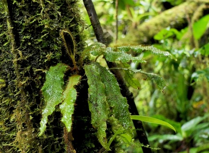 	Elaphoglossum plumieri