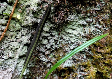 	Elaphoglossum glabellum