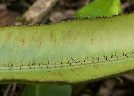 	Elaphoglossum erinaceum