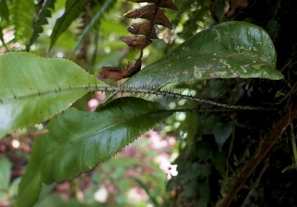 	Elaphoglossum erinaceum