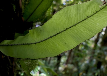 	Elaphoglossum erinaceum