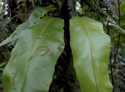 	Elaphoglossum erinaceum