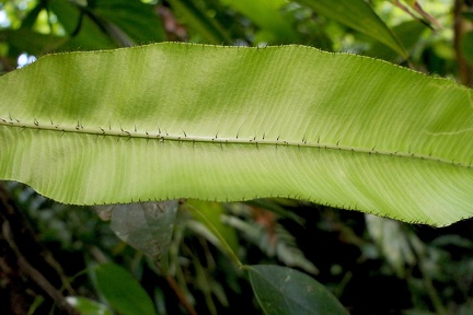 	Elaphoglossum erinaceum