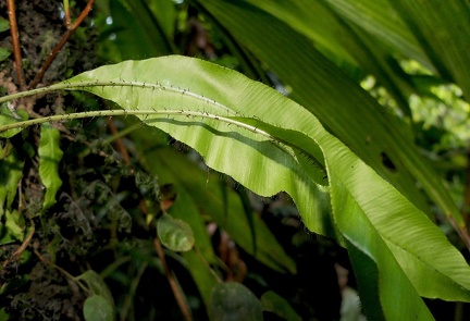 	Elaphoglossum erinaceum