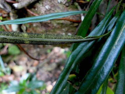 	Elaphoglossum glabellum