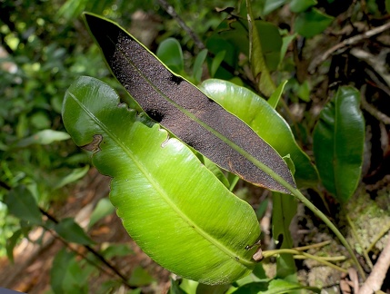 	Elaphoglossum flaccidum