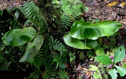 	Elaphoglossum crinitum