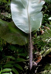 	Elaphoglossum crinitum