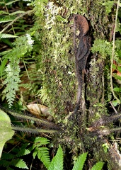 	Elaphoglossum crinitum