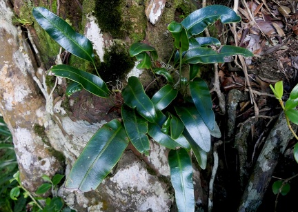 	Elaphoglossum martinicense