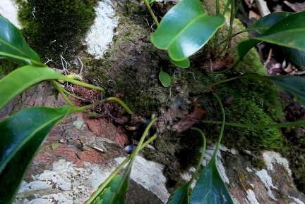 	Elaphoglossum martinicense