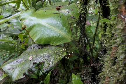 	Elaphoglossum crinitum