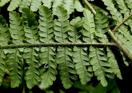 Megalastrum subincisum