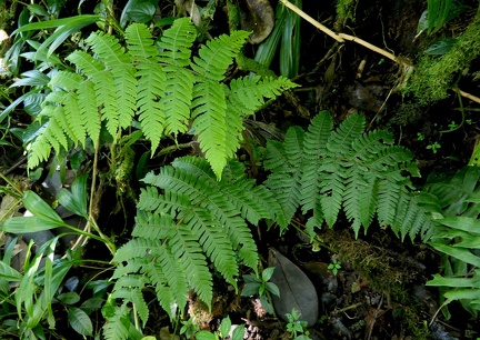 Megalastrum macrotheca