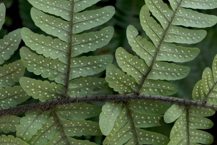 Megalastrum macrotheca