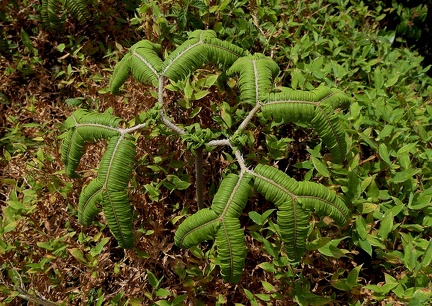 Sticherus furcatus