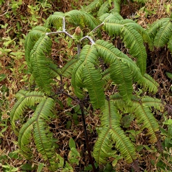 Gleicheniaceae