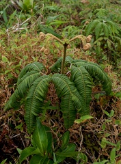 Sticherus furcatus